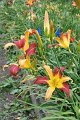 IMG_4403 (Large)